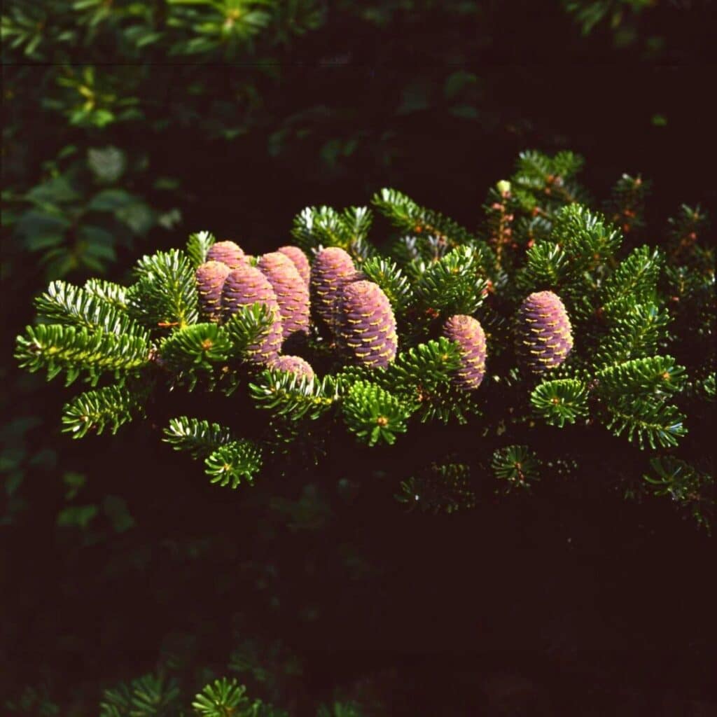 Koreai balzsamfenyő (Abies koreana)