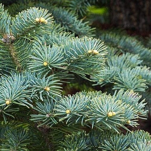 Kék balzsamfenyő – Abies lasiocarpa ‘argentea’