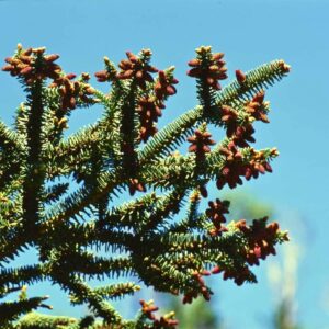 Spanyol balzsamfenyő – Abies pinsapo ‘glauca horstmann’