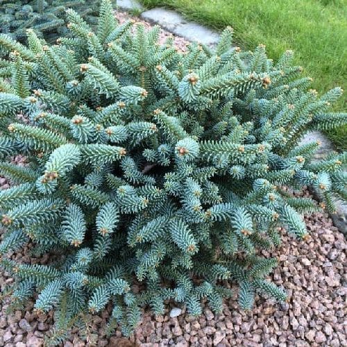 Spanyol balzsamfenyő – Abies pinsapo ‘glauca horstmann’