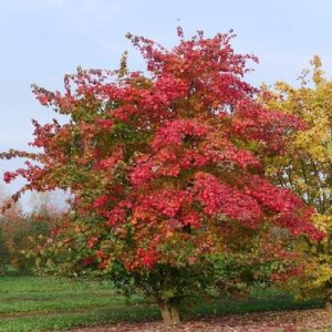 Háromkaréjú juhar (Acer buergerianum)