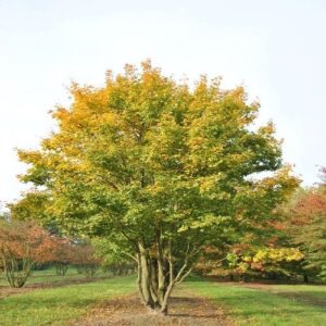 Mezei juhar (Acer campestre)