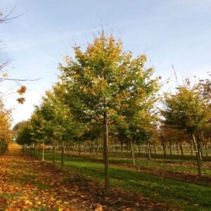 Mezei juhar (Acer campestre ‘lienco’)