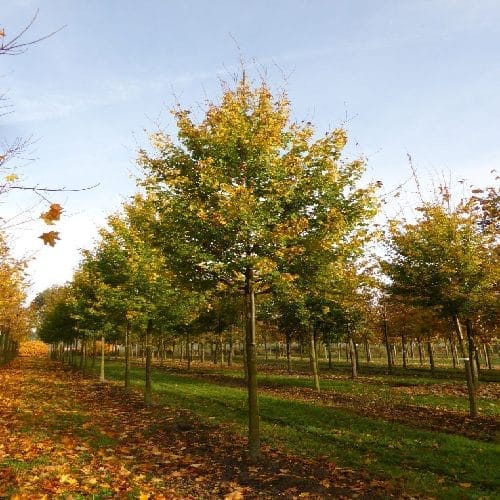 Mezei juhar (Acer campestre ‘lienco’)