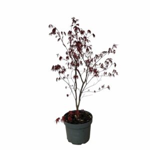 Japán juhar (Acer palmatum ‘bloodgood’)