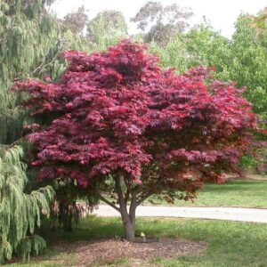 Vöröslevelű japán juhar (Acer palmatum ‘atropurpureum’)
