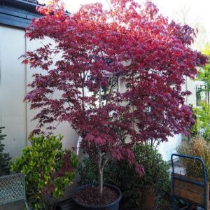 Japán juhar (Acer palmatum ‘bloodgood’)