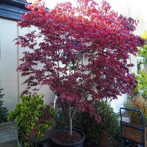 Japán juhar (Acer palmatum ‘bloodgood’)