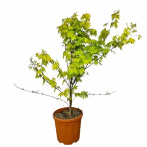 Japán juhar (Acer shirasawanum ‘jordan’)