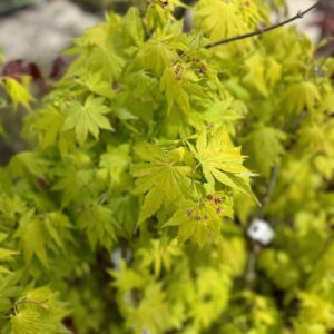 Japán juhar (Acer shirasawanum ‘jordan’)