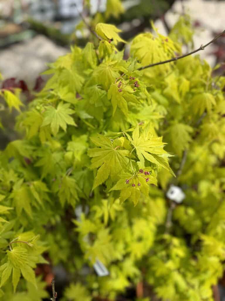 Japán juhar (Acer shirasawanum ‘jordan’)