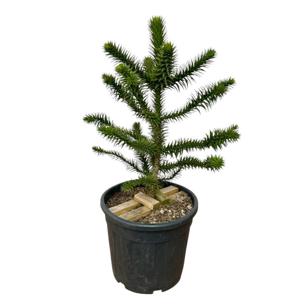 Chilei araukária (araucaria araucana)