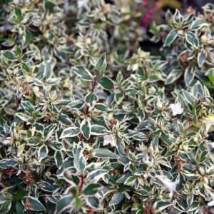 Nagyvirágú abélia – Abelia grandiflora ‘Confetti’