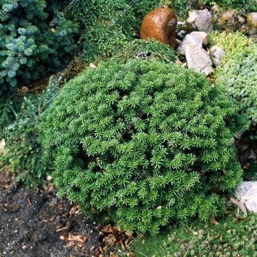 Koreai balzsamfenyő (abies koreana ‘brillant’)