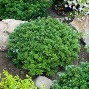 Koreai balzsamfenyő (abies koreana ‘brillant’)