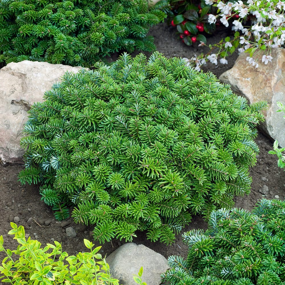 Koreai balzsamfenyő (abies koreana ‘brillant’)