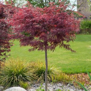 Vöröslevelű japán juhar (Acer palmatum ‘atropurpureum’)