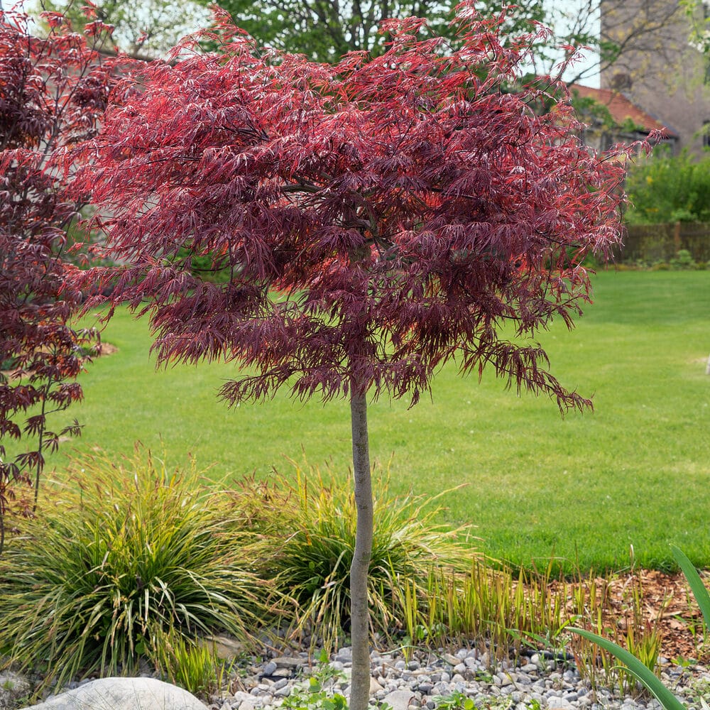 Vöröslevelű japán juhar (Acer palmatum ‘atropurpureum’)