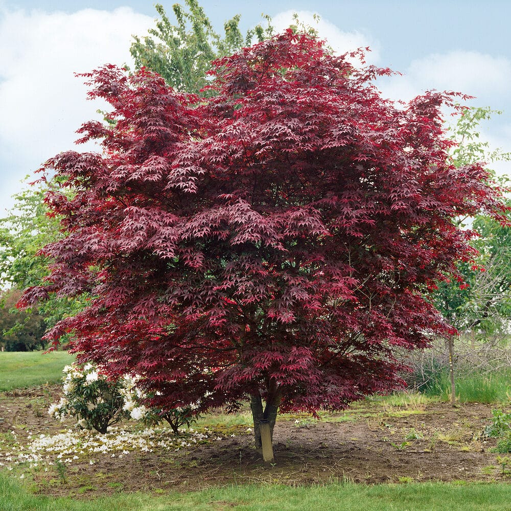 Japán juhar (Acer palmatum ‘bloodgood’)