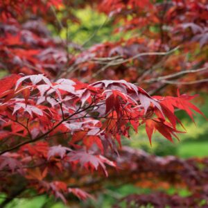 Japán juhar (Acer palmatum ‘bloodgood’)