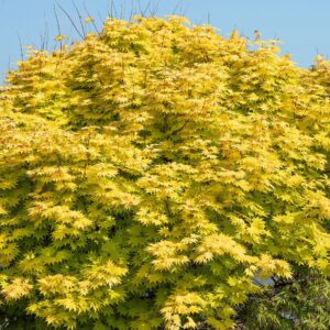 Japán juhar (Acer shirasawanum ‘jordan’)