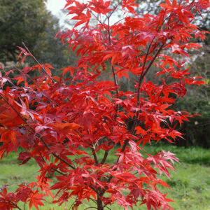 Japán juhar (Acer palmatum ‘osakazuki’)