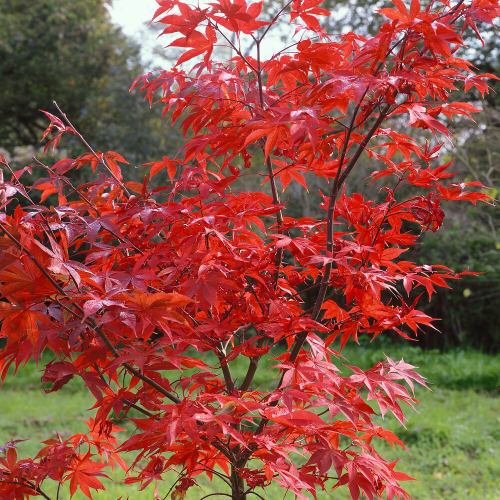 Japán juhar (Acer palmatum ‘osakazuki’)