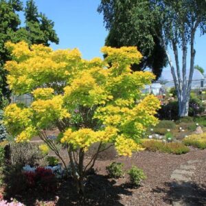 Aranysárga japán juhar (Acer shirasawanum ‘aureum’)