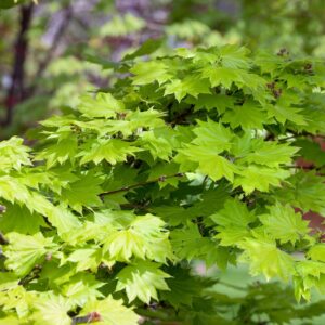 Aranysárga japán juhar (Acer shirasawanum ‘aureum’)