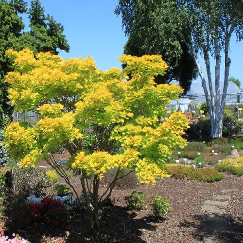 Aranysárga japán juhar (Acer shirasawanum ‘aureum’)