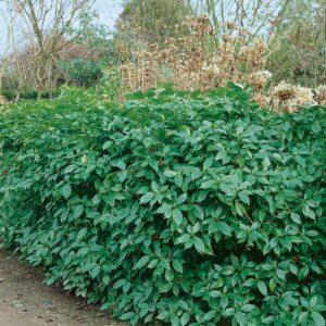 Rozannie japán aucuba (Aucuba japonica ‘rozannie’)