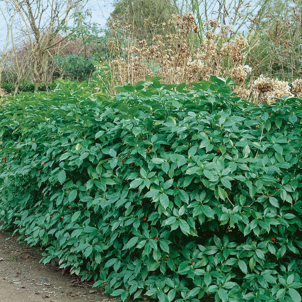 Rozannie japán aucuba (Aucuba japonica ‘rozannie’)