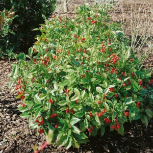 Rozannie japán aucuba (Aucuba japonica ‘rozannie’)