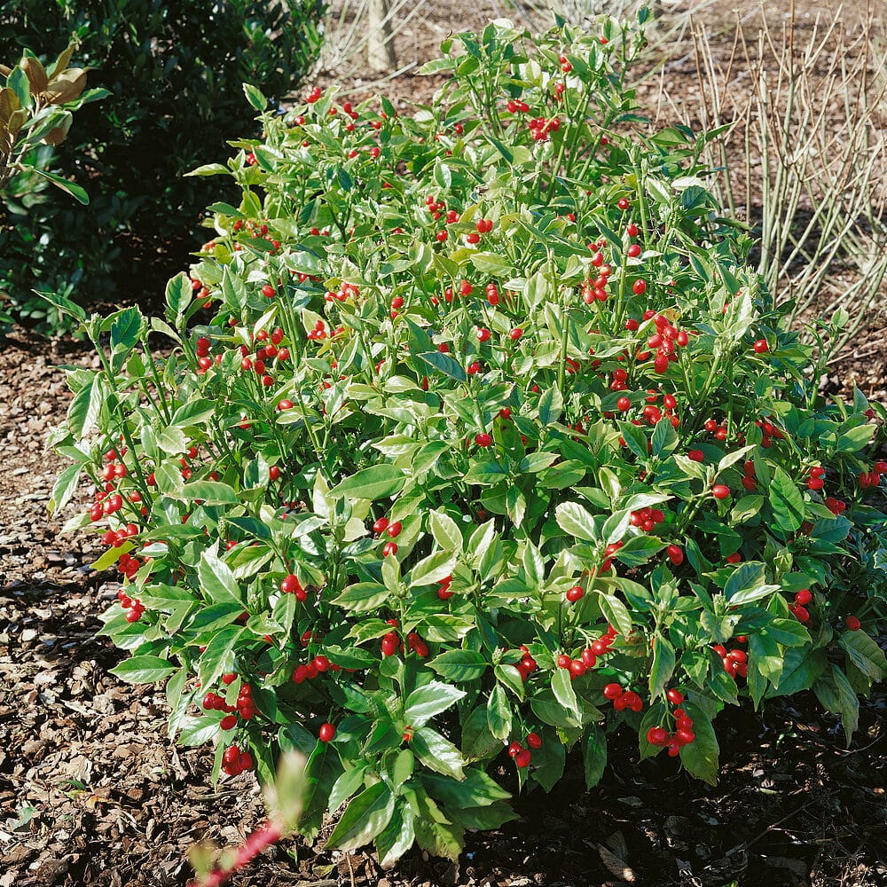 Rozannie japán aucuba (Aucuba japonica ‘rozannie’)