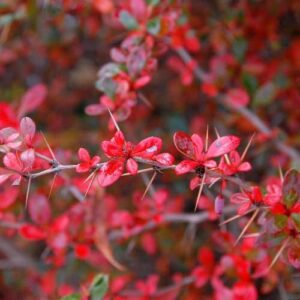 Középmagas borbolya (Berberis media ‘parkjuweel’)