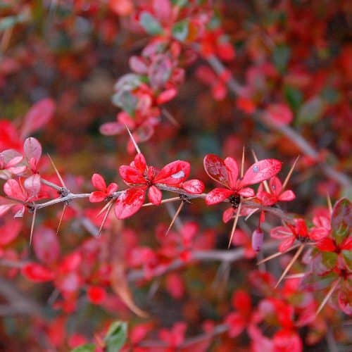 Középmagas borbolya (Berberis media ‘parkjuweel’)