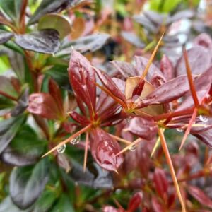 Középmagas borbolya – Berberis media ‘red jewel’