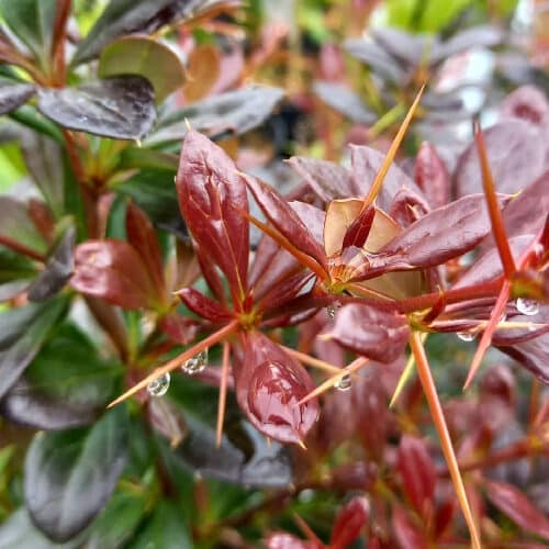 Középmagas borbolya – Berberis media ‘red jewel’
