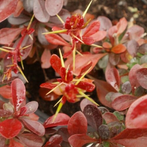 Vöröslevelű japán borbolya. – Berberis thunbergii ‘carmen’