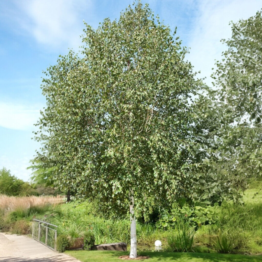 Himalájai nyír (Betula utilis ‘Doorenbos’)