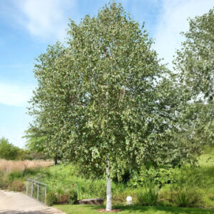 Himalájai nyír (Betula utilis ‘Doorenbos’)