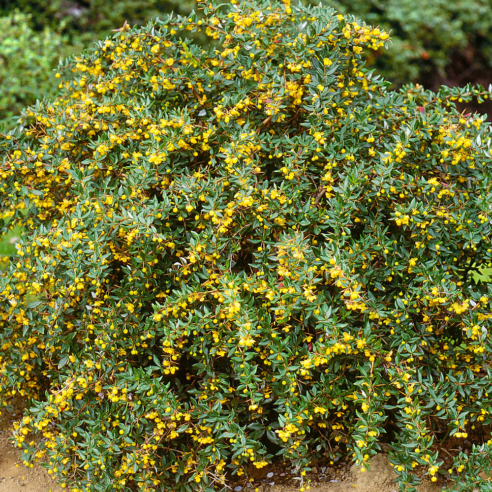 Jytte törpe örökzöld borbolya – Berberis candidula ‘jytte’