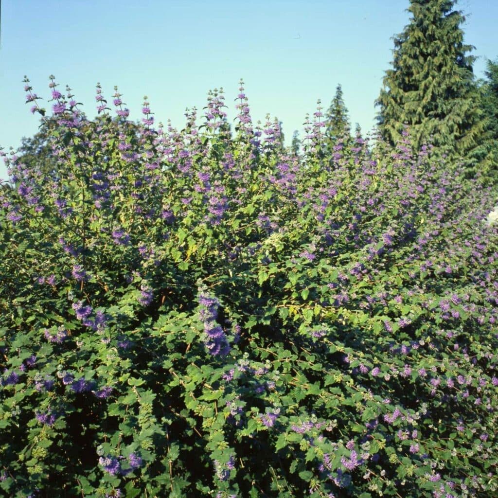 Kékszakáll – Caryopteris clandonensis ‘heavenly blue’