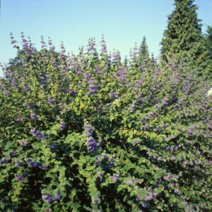 Kékszakáll – Caryopteris clandonensis ‘heavenly blue’