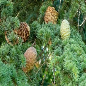 Atlasz cédrus – Cedrus atlantica