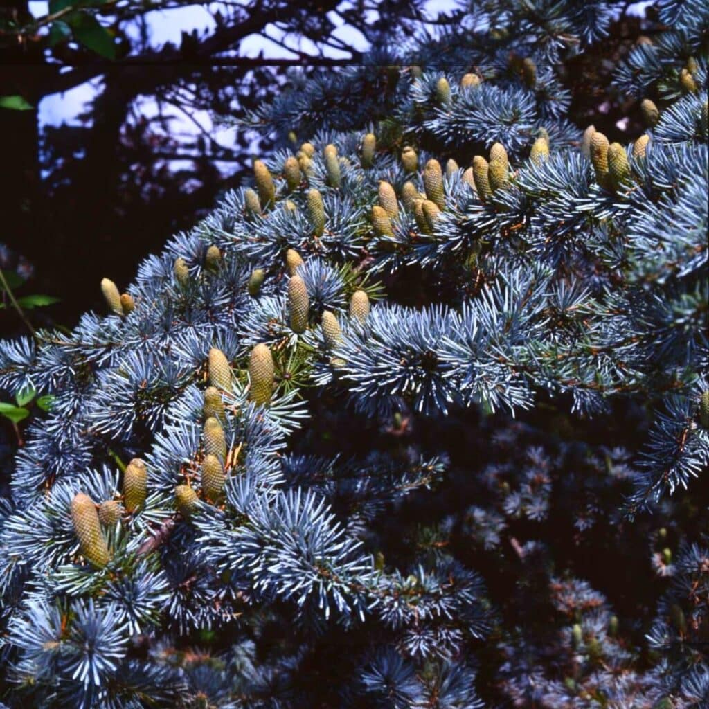 Ezüstös atlasz cédrus (Cedrus atlantica ‘glauca’)