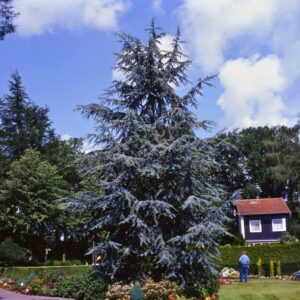 Ezüstös atlasz cédrus (Cedrus atlantica ‘glauca’)
