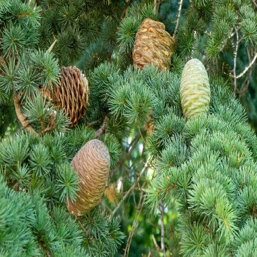 Atlasz cédrus – Cedrus atlantica