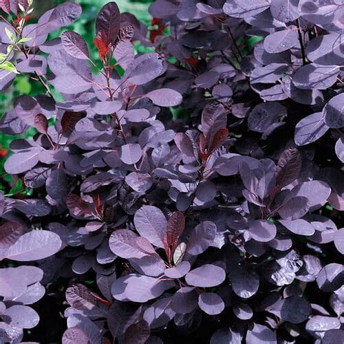 Bíbor cserszömörce – Cotinus coggygria ‘royal purple’