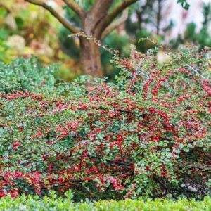 Bella madárbirs – Cotoneaster hibrid ‘bella’